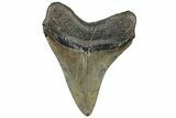 Serrated, Fossil Megalodon Tooth - South Carolina #310051-1